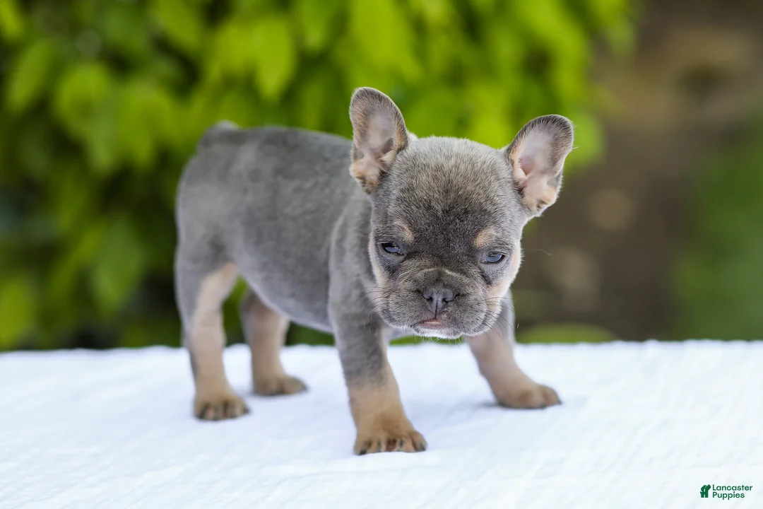 French Bulldog dogs for sale: Jana - Ad 1