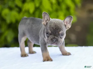 French Bulldog dogs for sale: Jana - Ad 2