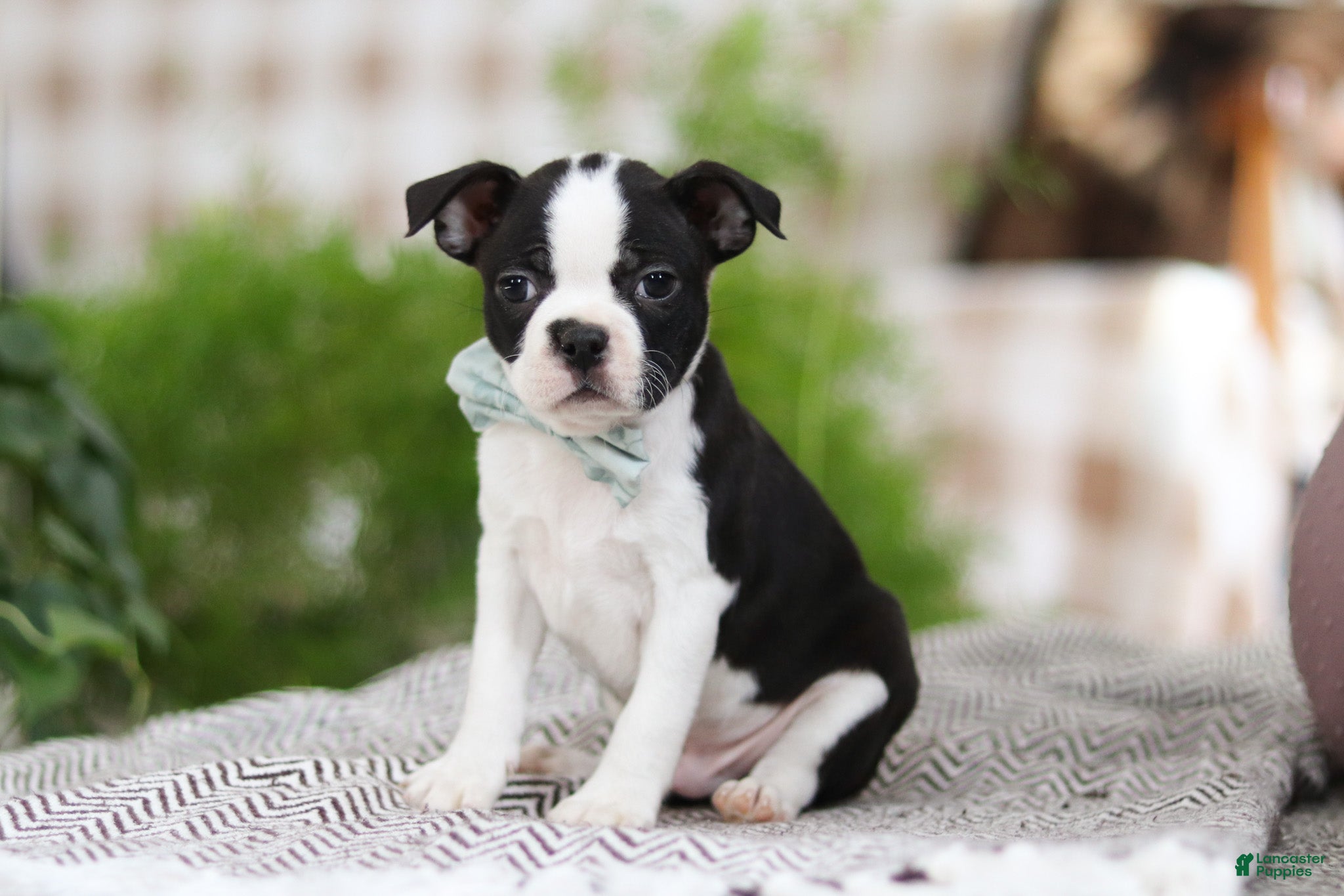 Boston Terrier dogs Bluey - Ad 2