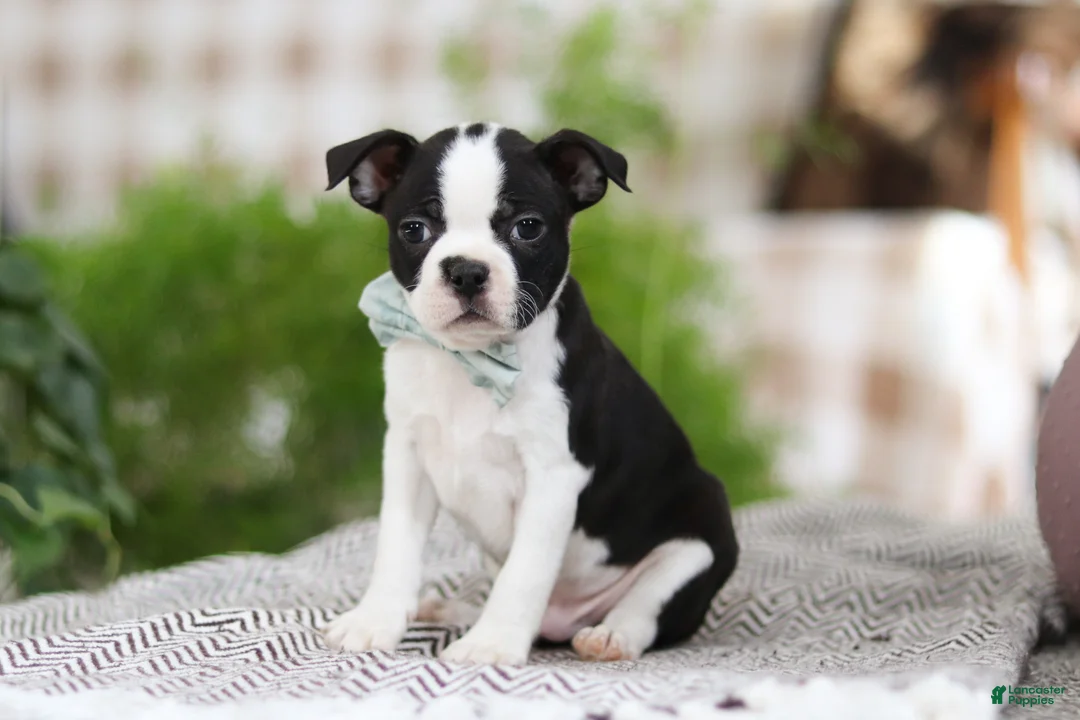 Boston Terrier dogs for sale: Bluey - Ad 2