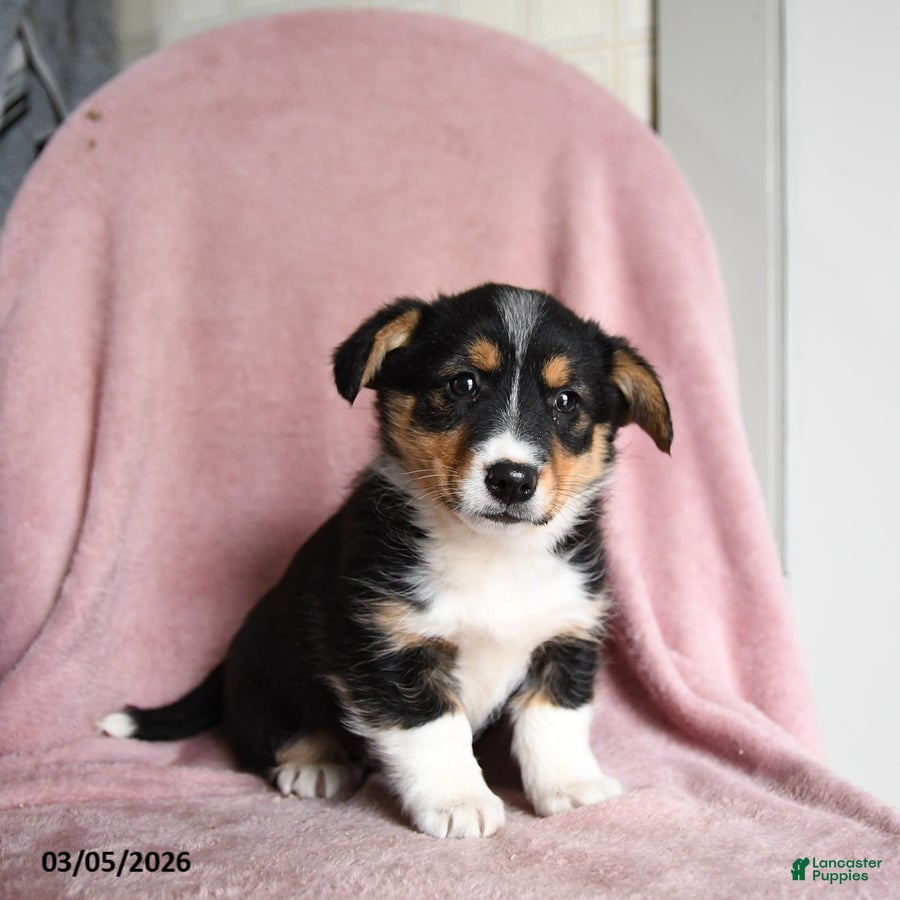 Mixed Breed dogs Butter Pecan - Ad 2