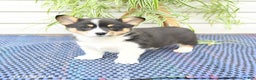 Welsh Corgi Pembroke dogs for sale: Sprite - Ad 5