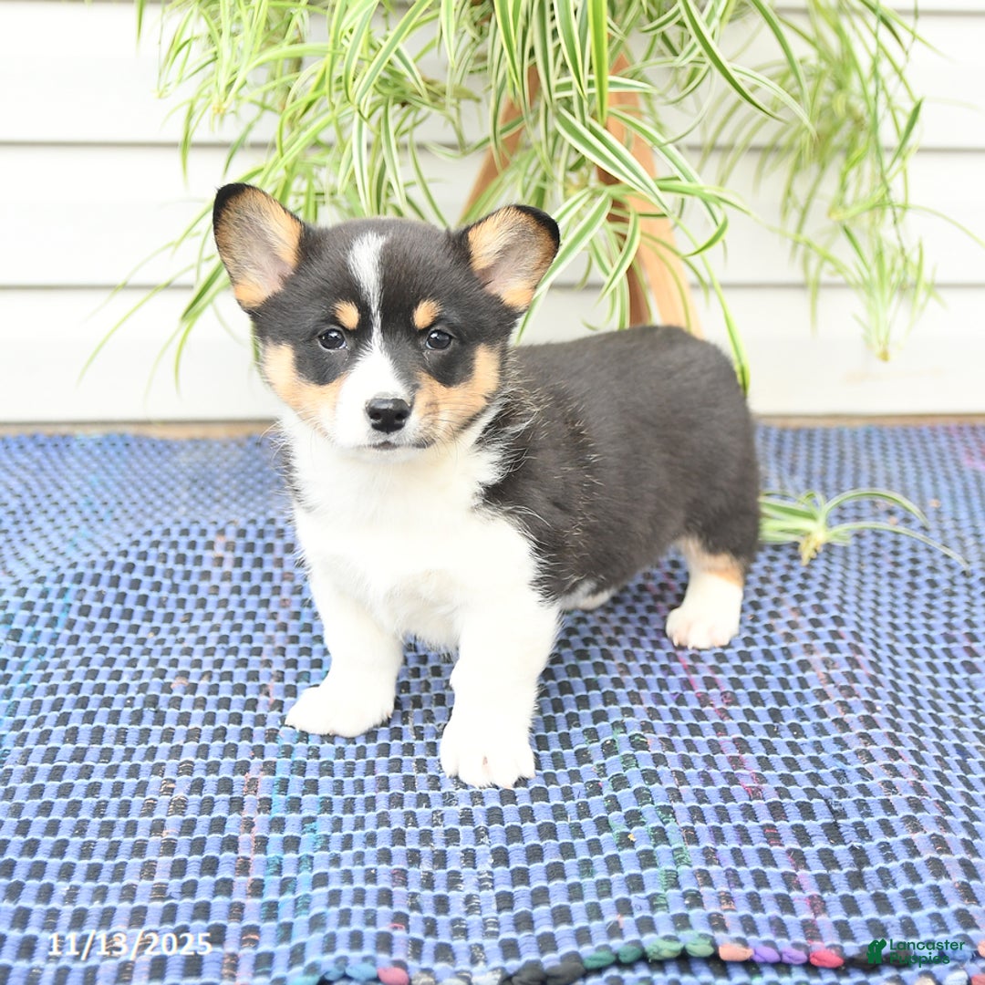 Welsh Corgi Pembroke dogs for sale: Sprite - Ad 5
