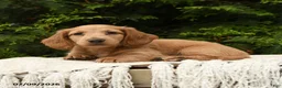 Miniature Dachshund dogs for sale: Hazel - Ad 4