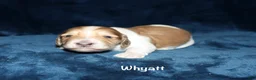 Miniature Dachshund dogs for sale: Whayatt - Ad 6