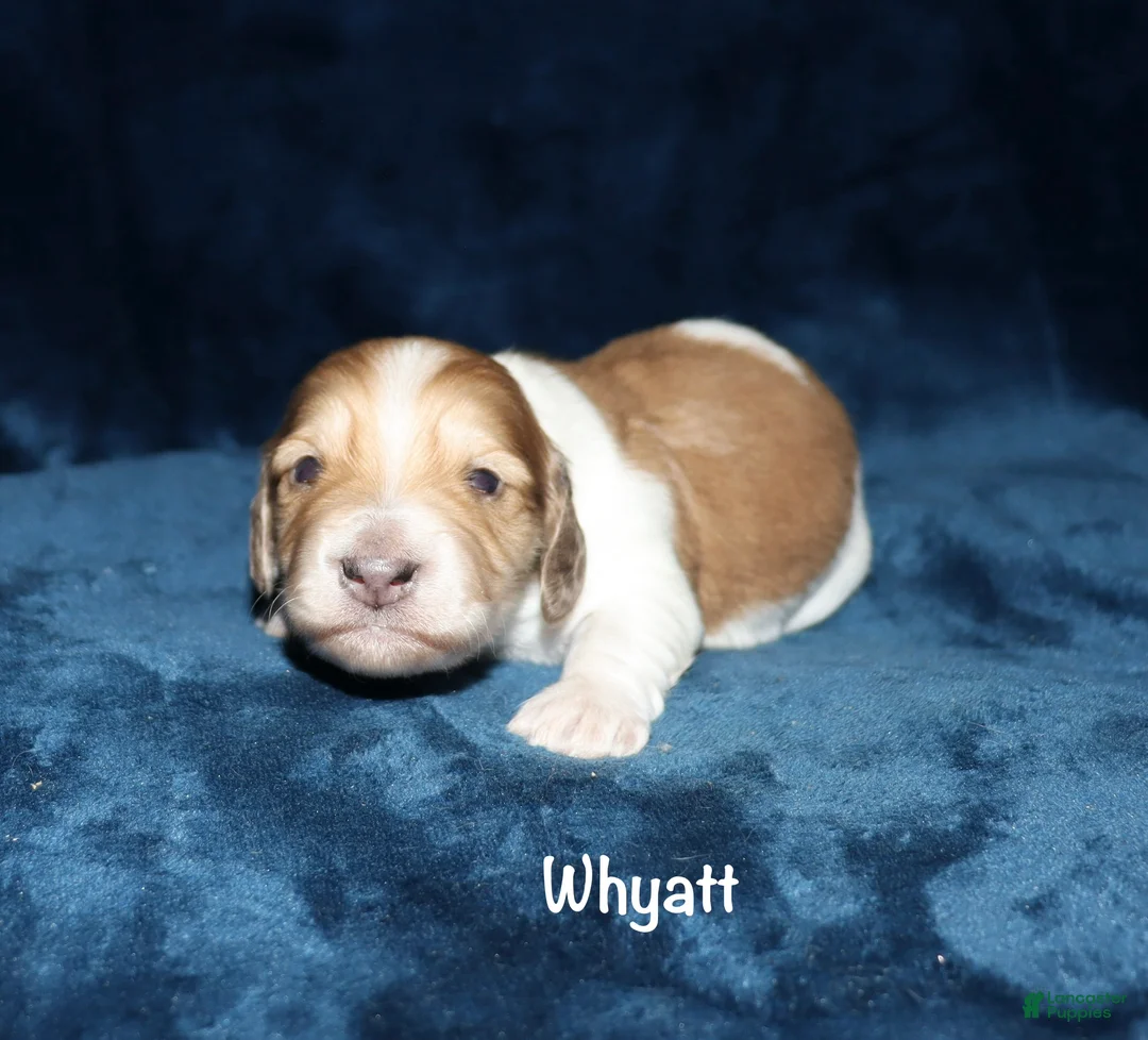Miniature Dachshund dogs for sale: Whyatt - Ad 12