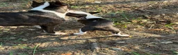 Boston Terrier dogs for sale: Jesse  - Ad 7