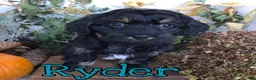 Mixed Breed dogs for sale: Mixed Breed 2 - Ad 3