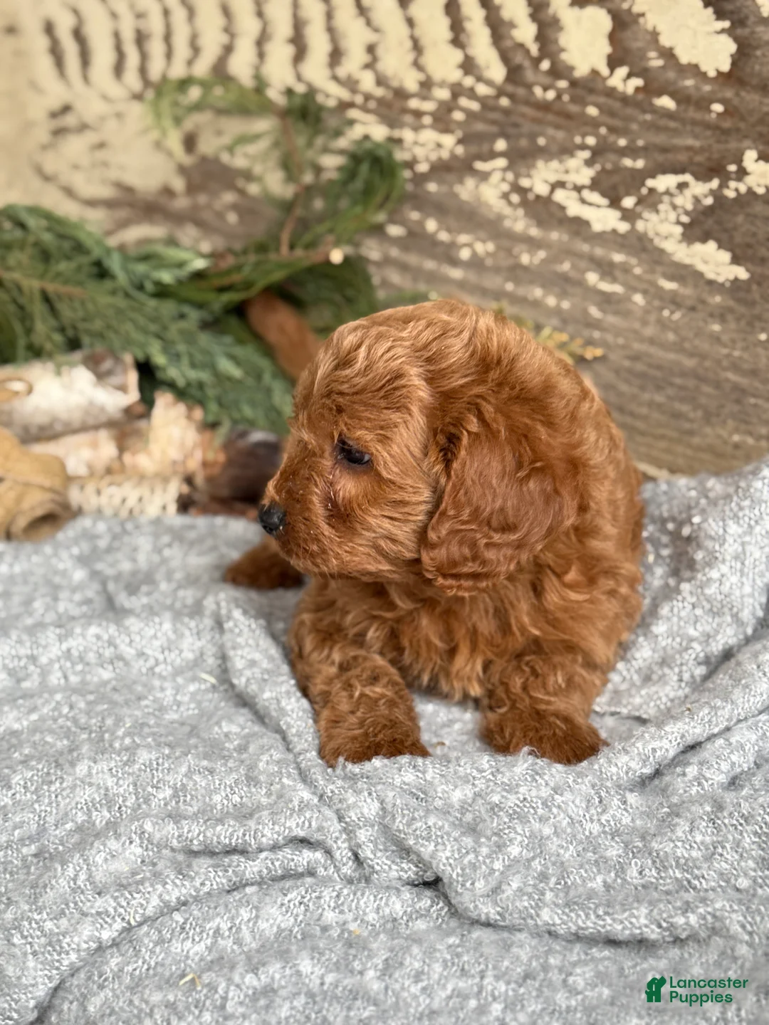 Mixed Breed dogs for sale: Stott - Ad 4
