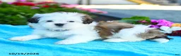 Shih Tzu dogs for sale: Alice - Ad 4
