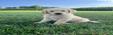 Gabe 