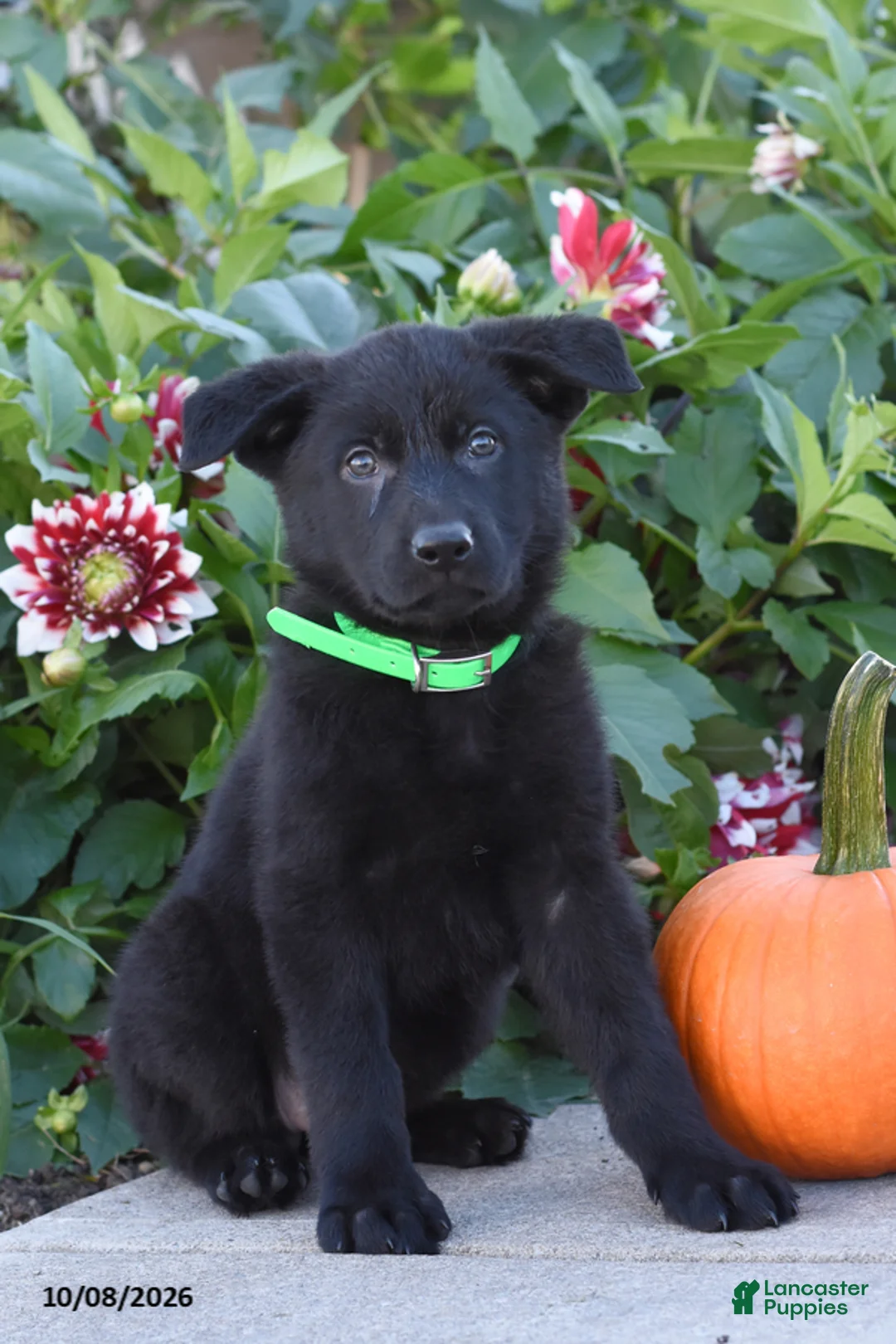 German Shepherd dogs for sale: Tina - Ad 1