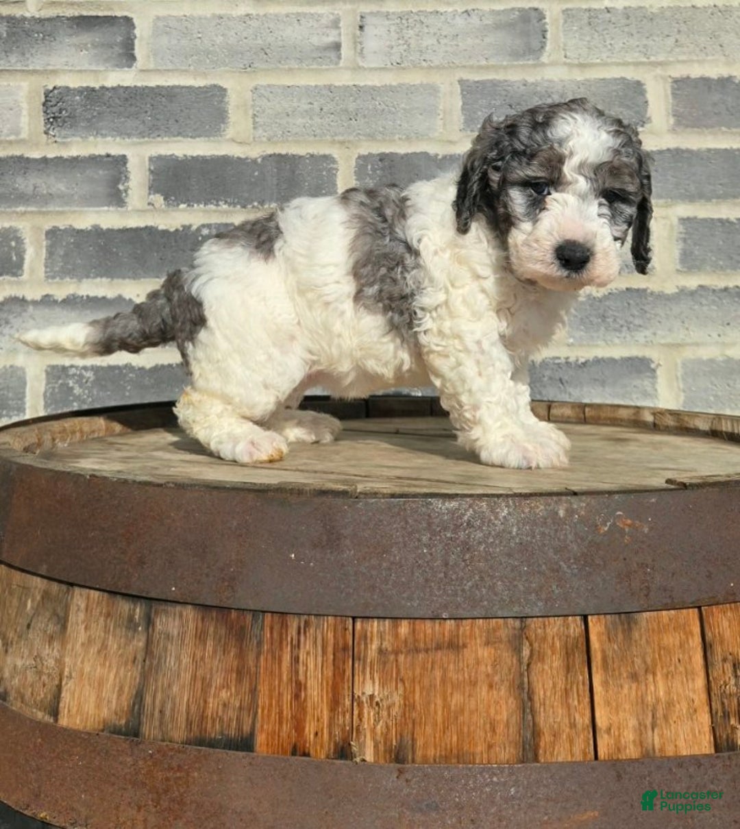 Mini Goldendoodle dogs for sale: Mia - Ad 6