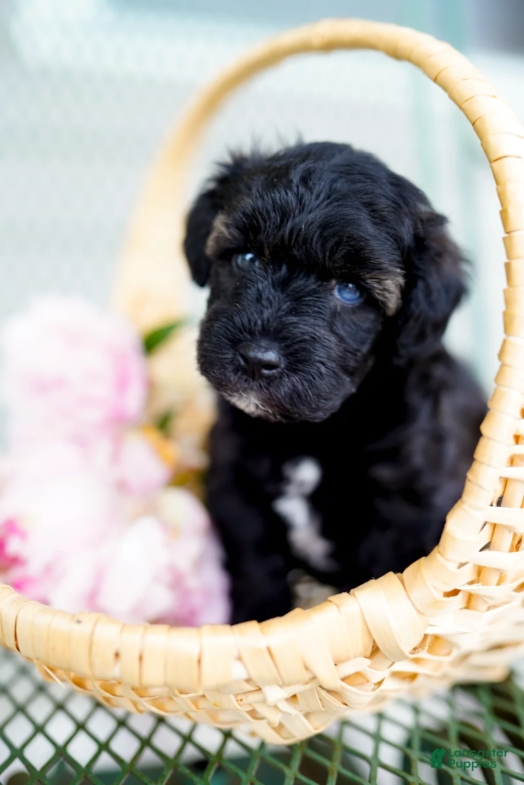 Schnoodle dogs for sale: Siren - Ad 2
