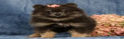 Pomeranian dogs for sale: Layla - Ad 3