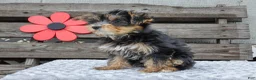 Yorkshire Terrier dogs for sale: Maggie - Ad 2