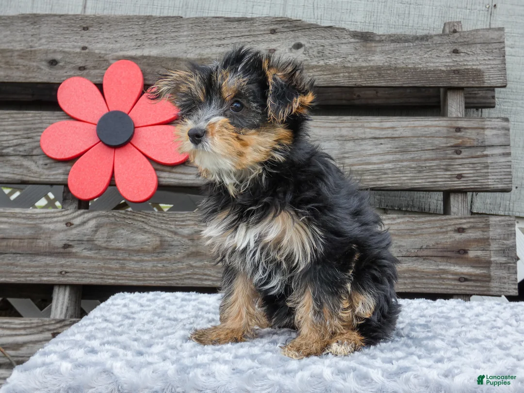 Yorkshire Terrier dogs for sale: Maggie - Ad 2