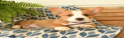 Welsh Corgi Pembroke dogs for sale: Dylan - Ad 5