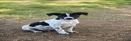 Mixed Breed dogs for sale: Rebel  - Ad 1