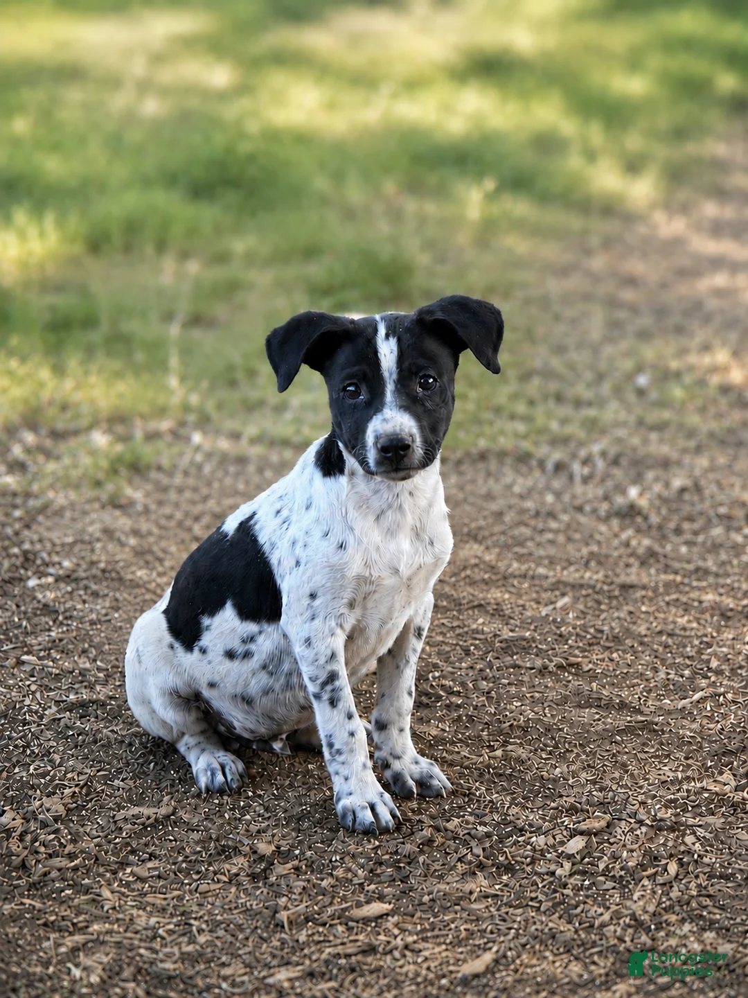 Mixed Breed dogs for sale: Rebel  - Ad 1