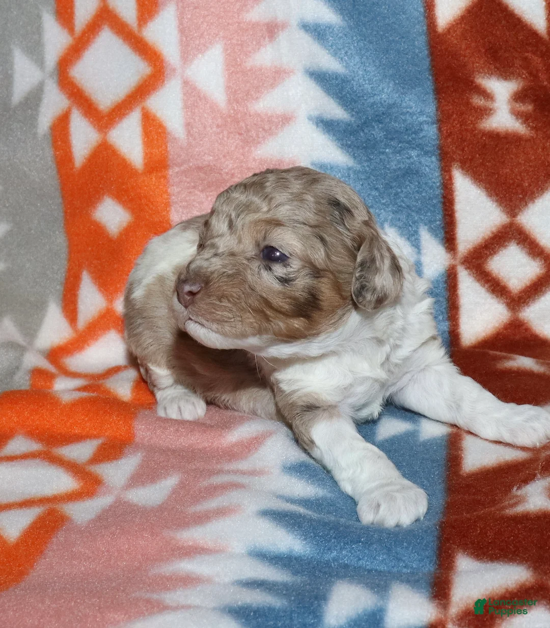 Miniature Poodle dogs for sale: Reserved Harlee’s brown merle parti female - Ad 2