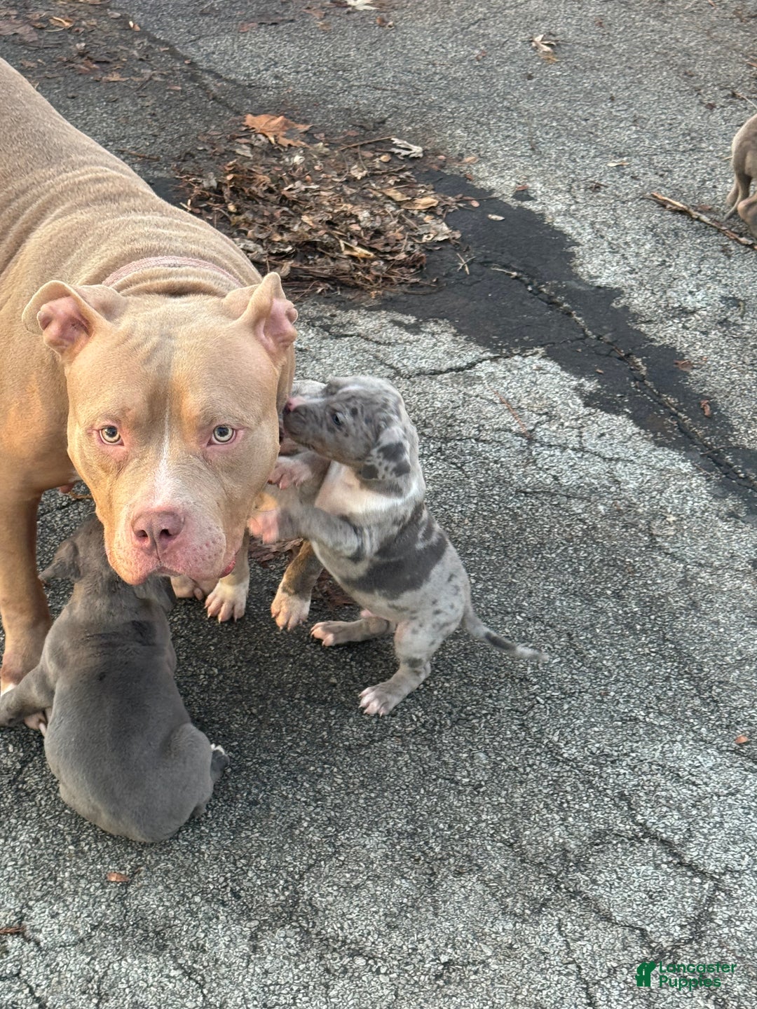 American Bully dogs for sale: American Bully Puppy 1 - Ad 4
