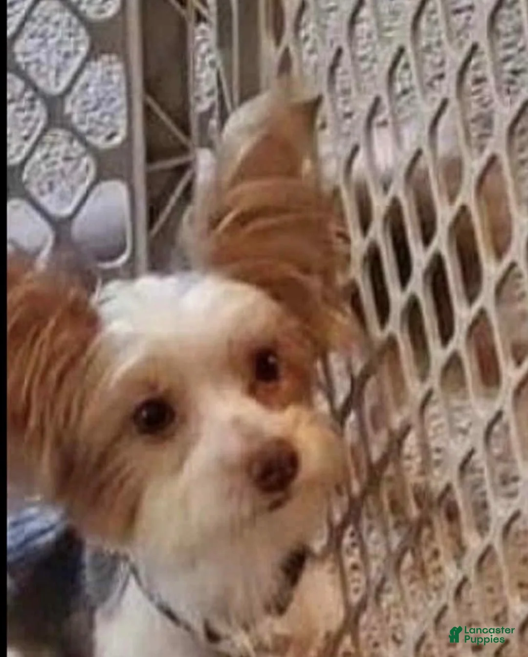 Yorkshire Terrier dogs for sale: Jon - Ad 6