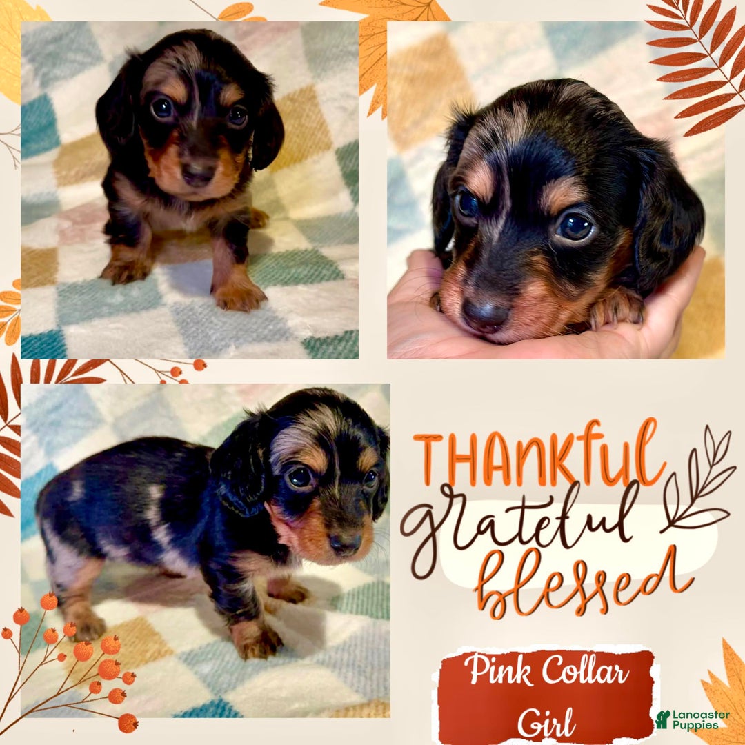 Miniature Dachshund dogs for sale: Pink Collar Girl - Ad 1