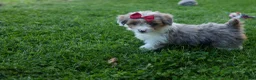 Corgipoo dogs for sale: NANCY - Ad 11