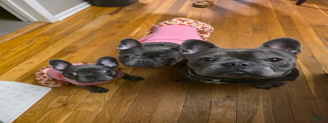 Peppa