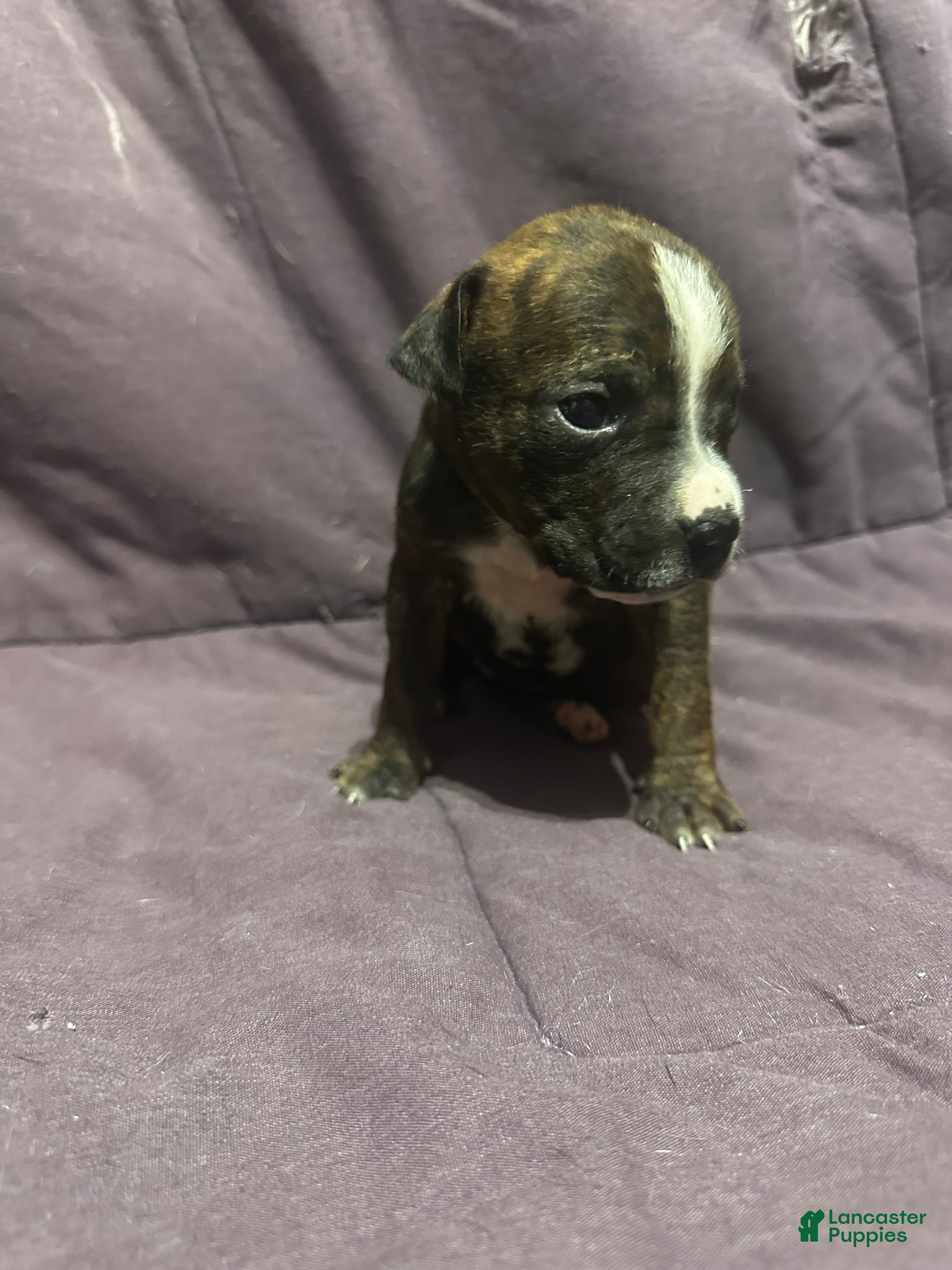 Mixed Breed dogs for sale: Mixed Pit Pink - Ad 3
