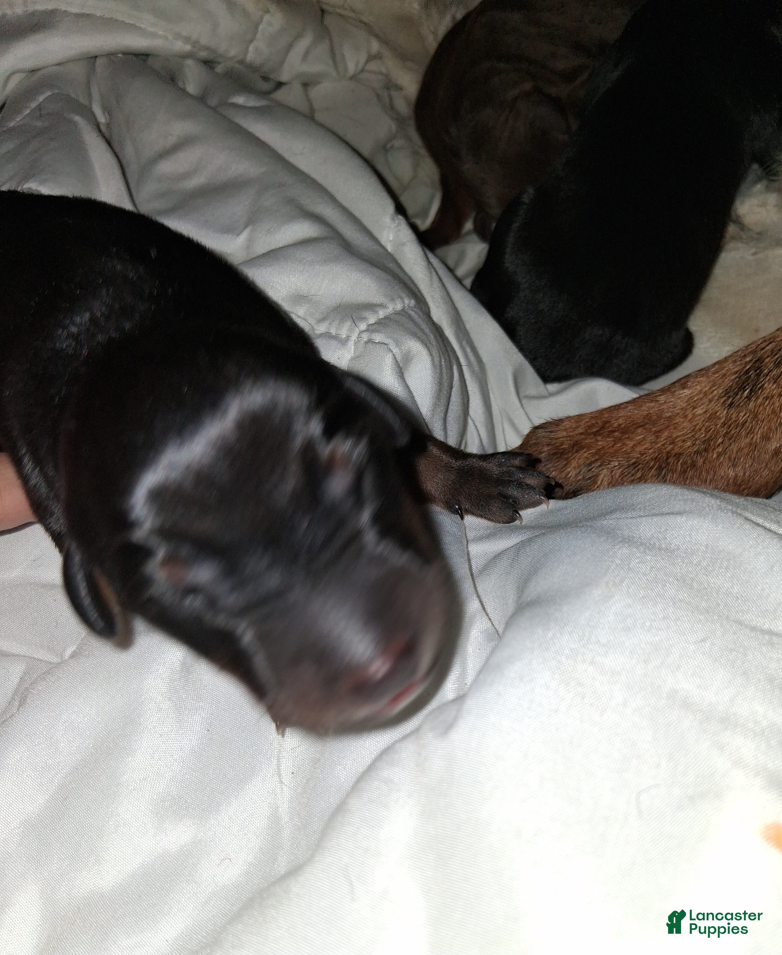 Doberman Pinscher dogs for sale: Doberman Pinscher 9 - Ad 15