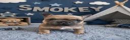 French Bulldog dogs for sale: Smokey Jr  - Ad 2