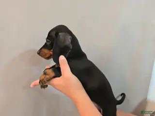 Miniature Dachshund dogs for sale: Miniature Dachshund Puppy 5 - Ad 3