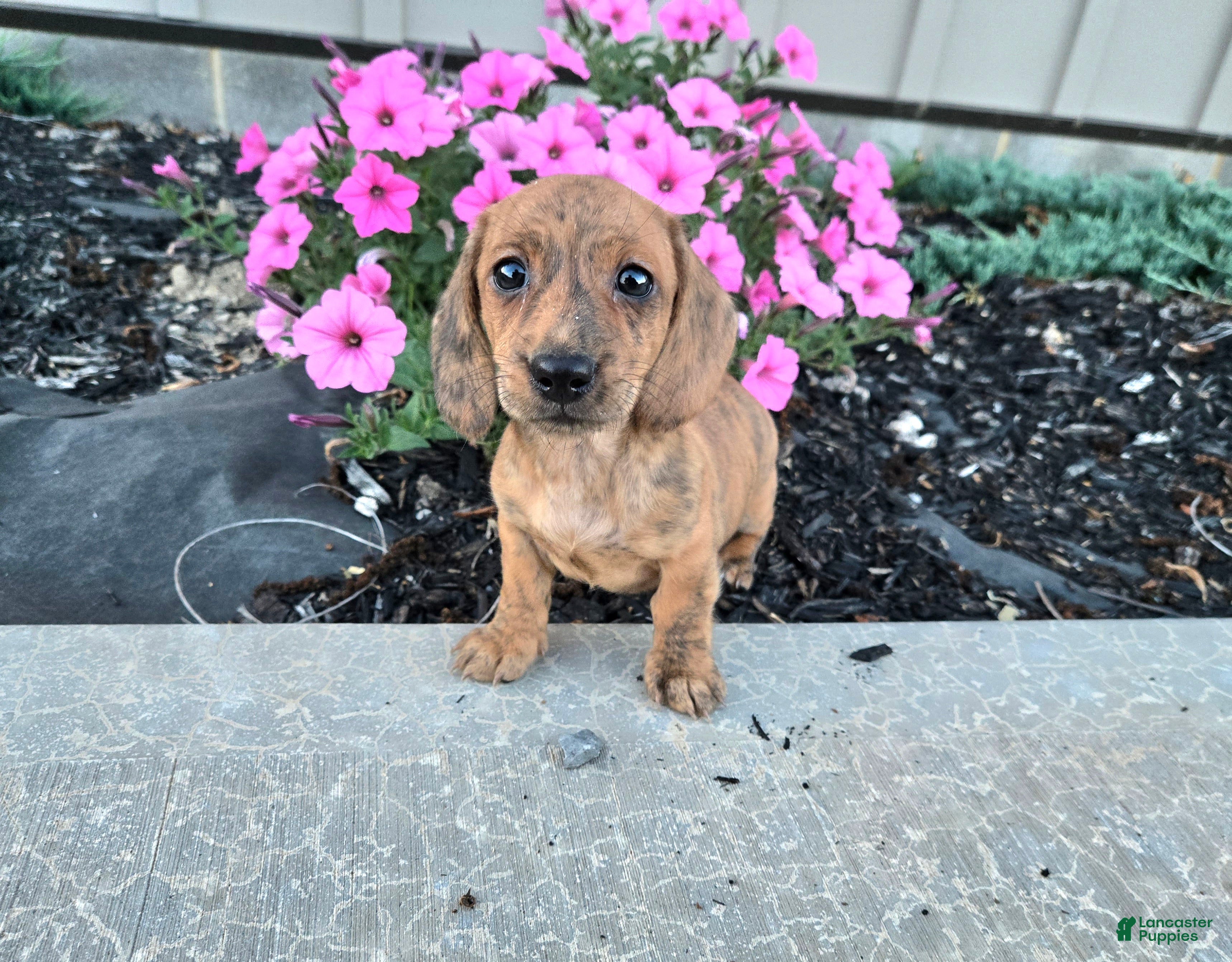 Miniature Dachshund dogs Fritz - Ad 2