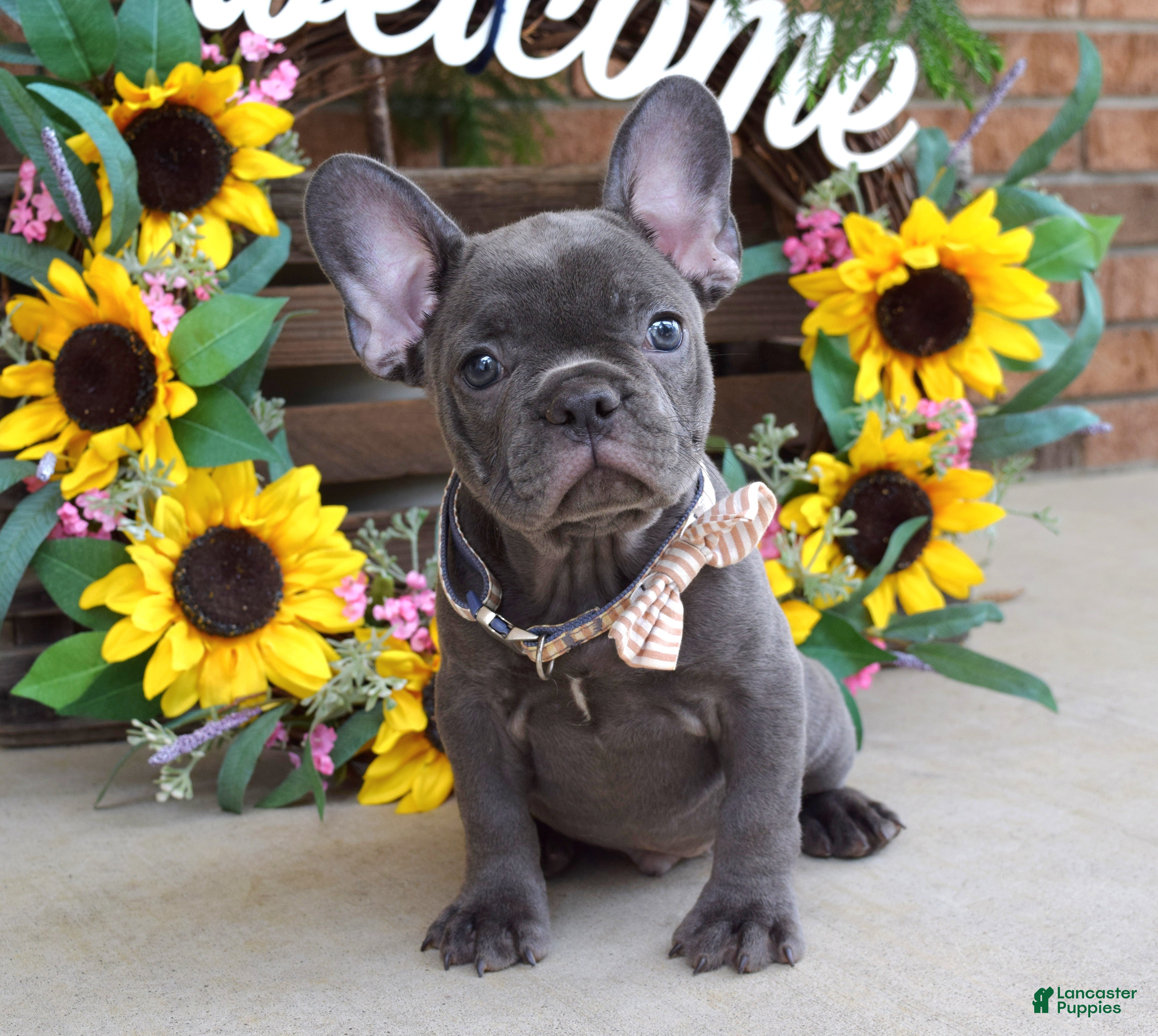 French Bulldog dogs Rocky - Ad 2