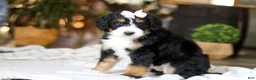 Bernedoodle dogs for sale: Paddie - Ad 5