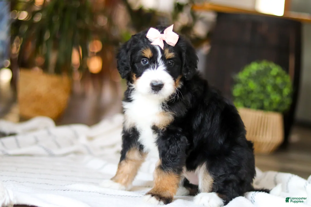 Bernedoodle dogs for sale: Paddie - Ad 5