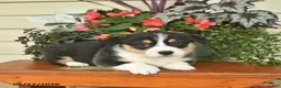 Welsh Corgi Pembroke dogs for sale: Alastor - Ad 3