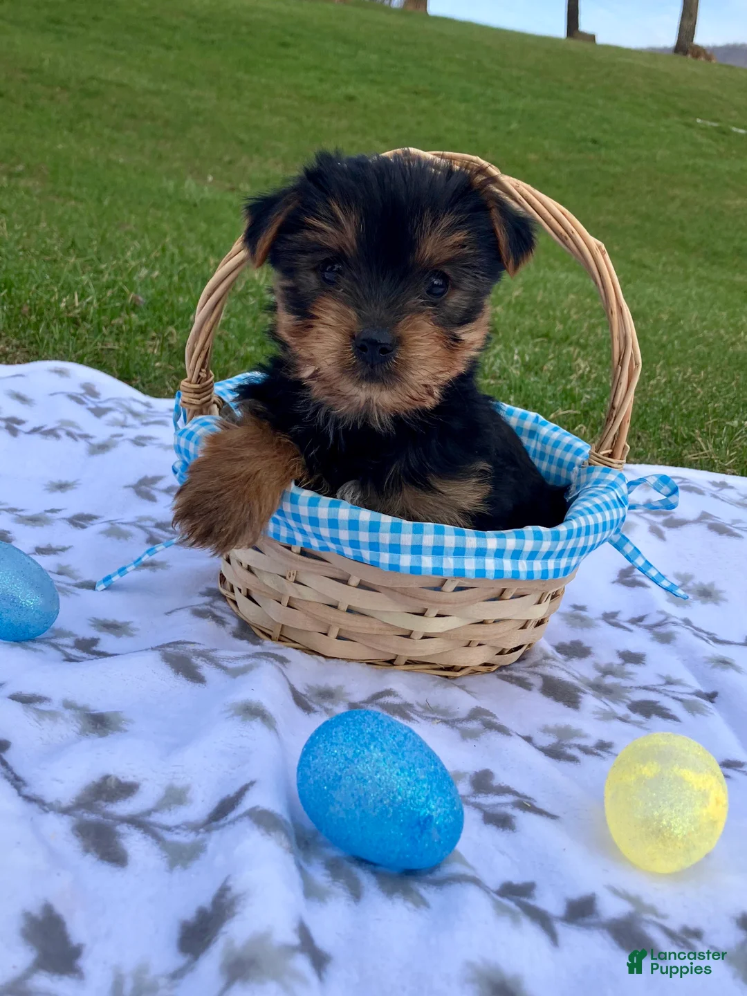 Yorkshire Terrier dogs for sale: Max - Ad 1
