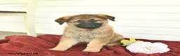 German Shepherd dogs for sale: Clover - Ad 2