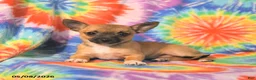 Chihuahua dogs for sale: Angel - Ad 5