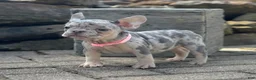 French Bulldog dogs for sale: Sherly Video Ad  - Ad 4
