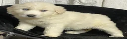Great Pyrenees dogs for sale: Gina - Ad 4