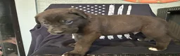 Cane Corso dogs for sale: Linguine - Ad 1
