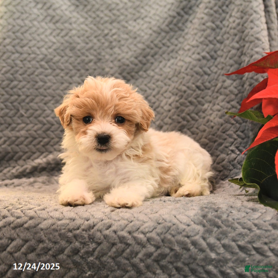 Maltipoo dogs for sale: Peanut  - Ad 4
