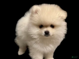 Pomeranian dogs Biscuit - Ad 10