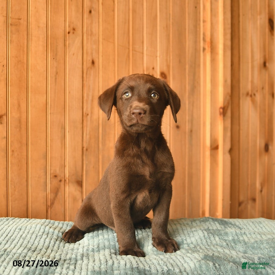 Labrador Retriever dogs Gadget  - Ad 1