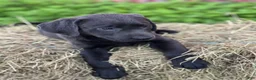 Labrador Retriever dogs for sale: Tricia - Ad 2