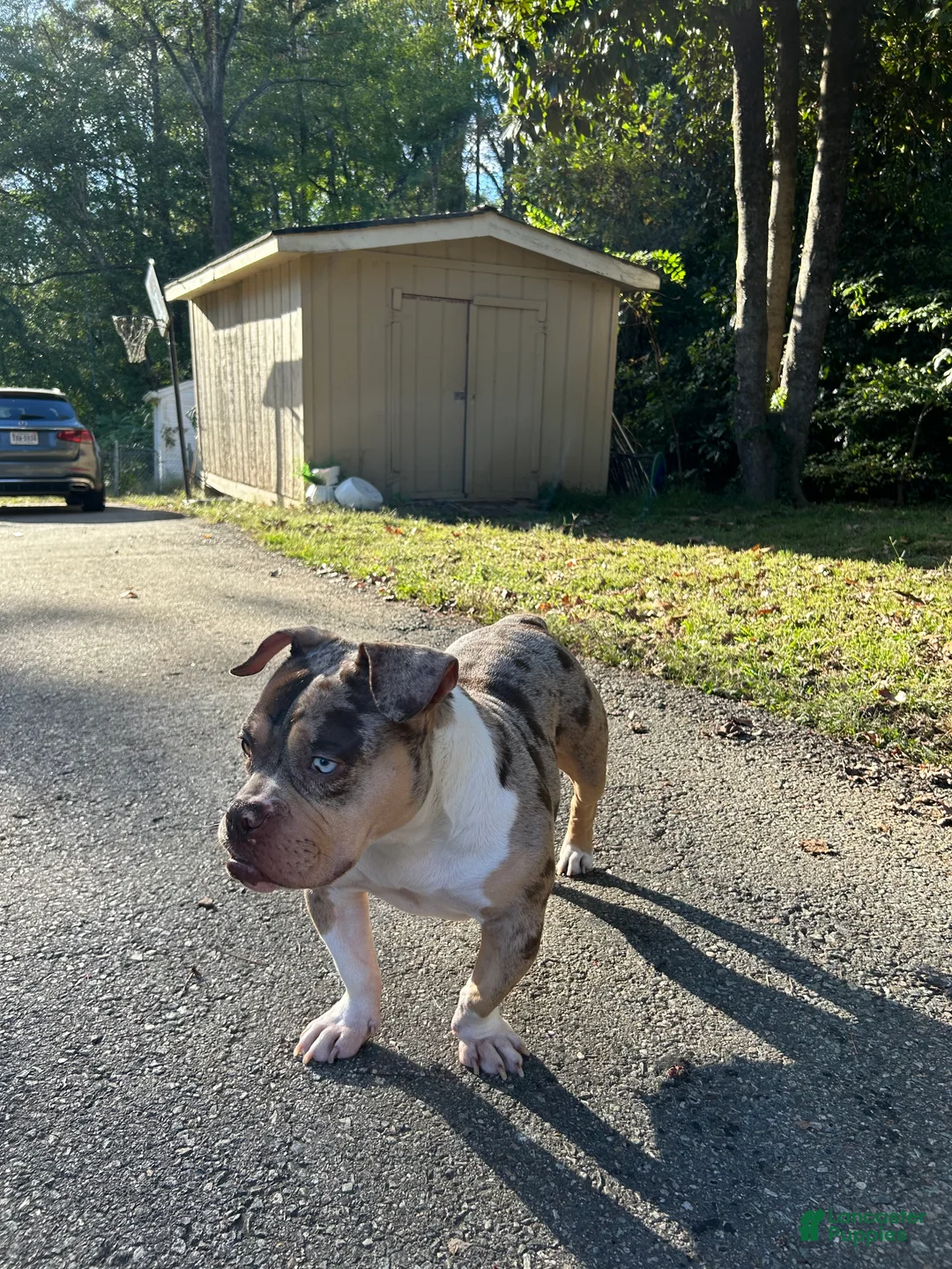 American Bully dogs for sale: American Bully Puppy 1 - Ad 5